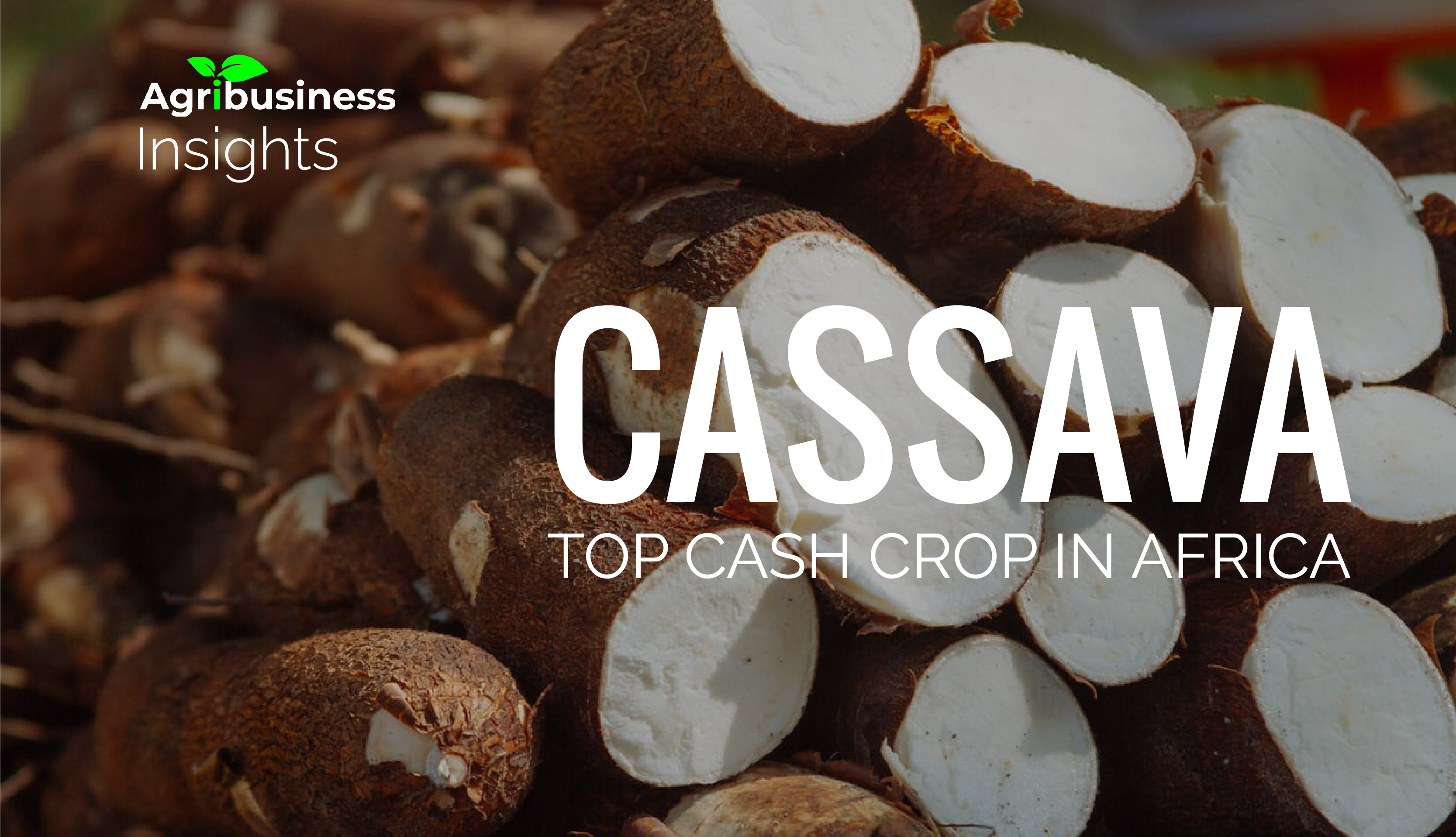 CASSAVA, top cash crop Africa.